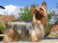/album/australsky-silky-terier/australsky-silky-terier-eymy-silky-fancy-1-jpg/